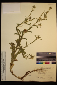 Centaurea melitensis image